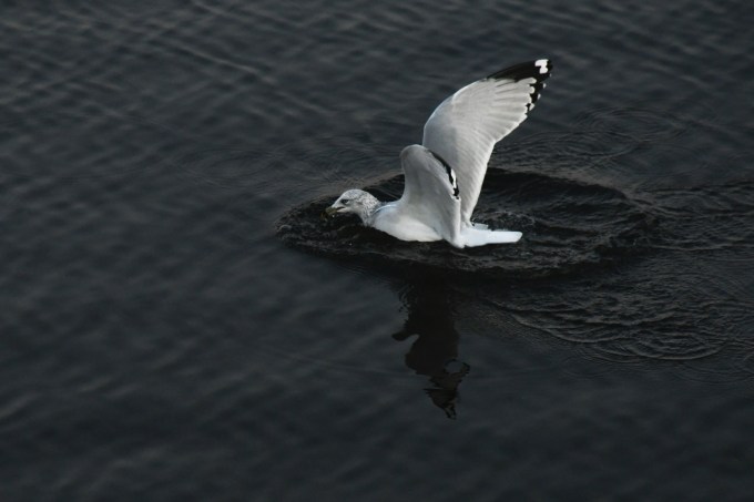 seagull